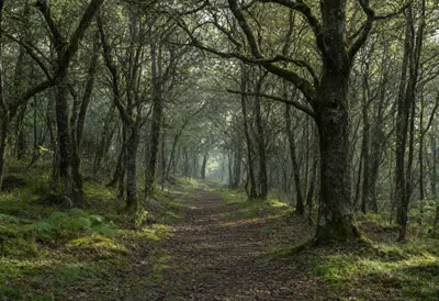 Misty Woodland Trail (AI-generated)