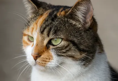 Calico Cat Close Up (AI-generated)