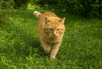 Orange Cat Walking in a Green Garden (AI-generated)