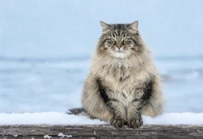 Fluffy Cat Sitting in Winter Snow (AI-generated)