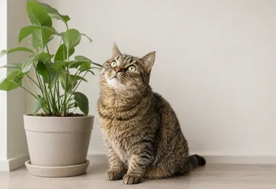 Curious Tabby Cat Beside a Houseplant (AI-generated)