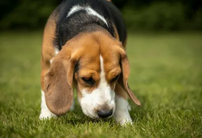 Beagle Dog Sniffing Grass in a Park (AI-generated)