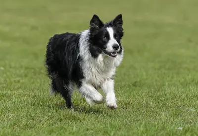 Border Collie Running Across a Green Field (AI-generated)