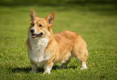 Pembroke Welsh Corgi Standing on Grass (AI-generated)