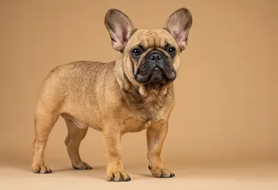 French Bulldog on a Beige Background (AI-generated)