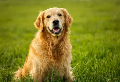 Golden Retriever Sitting in a Green Meadow (AI-generated)