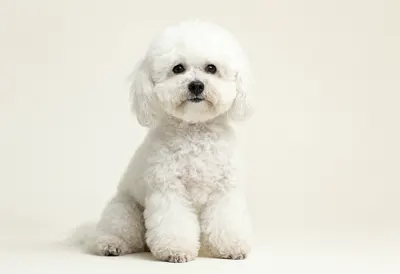 White Miniature Poodle with a Curly Coat (AI-generated)