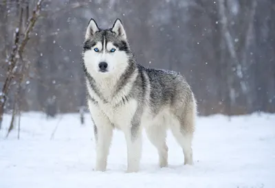 Siberian Husky Standing in a Snowy Forest (AI-generated)