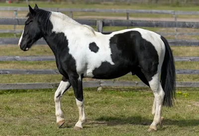 Black and White Pinto Horse in a Farm (AI-generated)