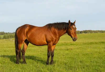 Chestnut Horse Standing in a Green Meadow (AI-generated)