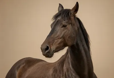 Dark Brown Horse Portrait on a Neutral Background (AI-generated)