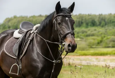 Saddled Bay Horse on a Countryside Trail (AI-generated)