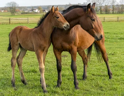 Foal Standing Beside Its Mother in a Pasture (AI-generated)