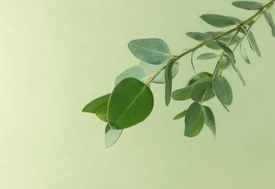 Eucalyptus Branch with Green Leaves on a Minimal Background (AI-generated)