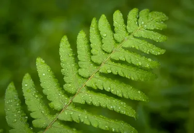 Fresh Green Fern Leaves Covered in Water Droplets (AI-generated)