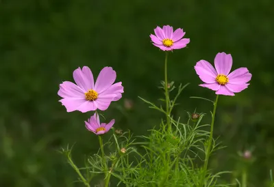 Pink Cosmos Flowers on a Dark Green Background (AI-generated)