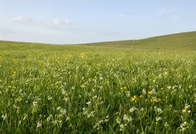 Green Meadow Filled with Wildflowers (AI-generated)
