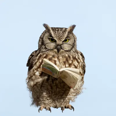 Cartoon Owl Reading a Book (AI-generated)