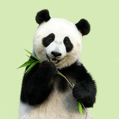 Cartoon Panda Eating Bamboo (AI-generated)