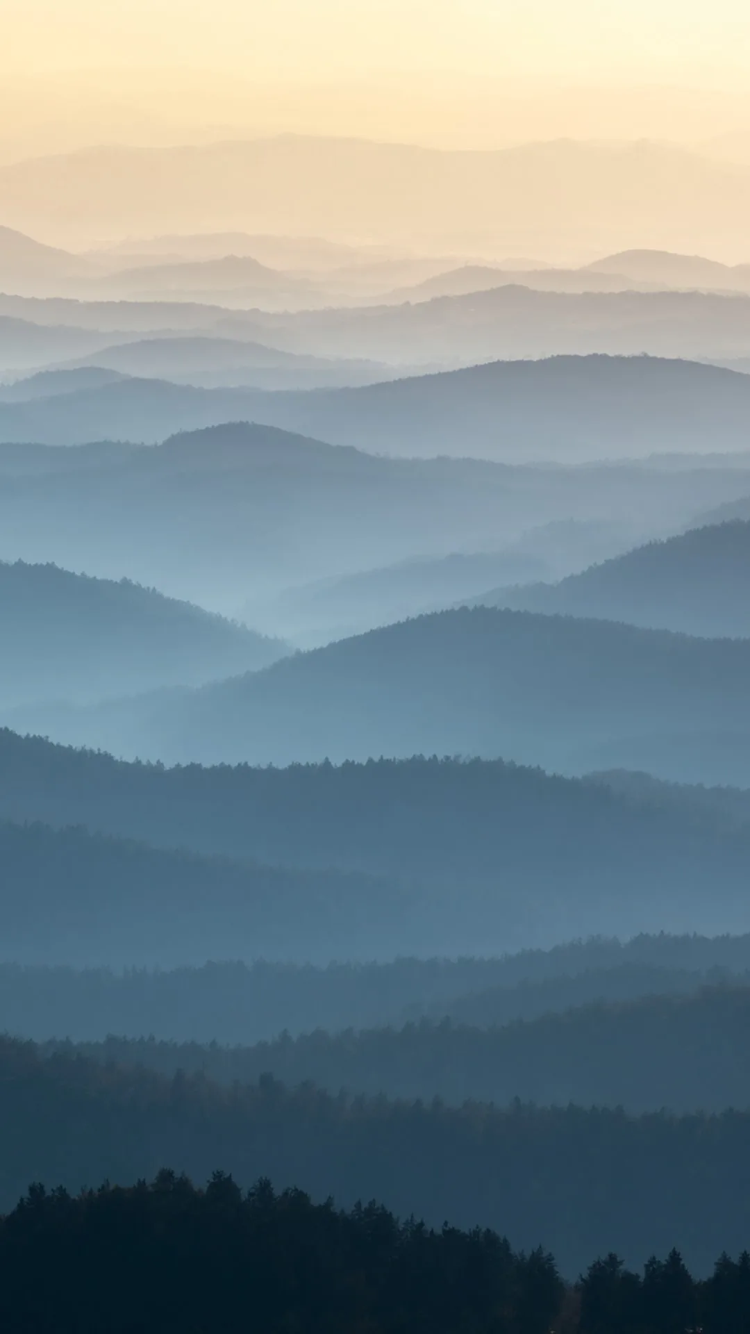 Misty Forest Layers at Sunrise
