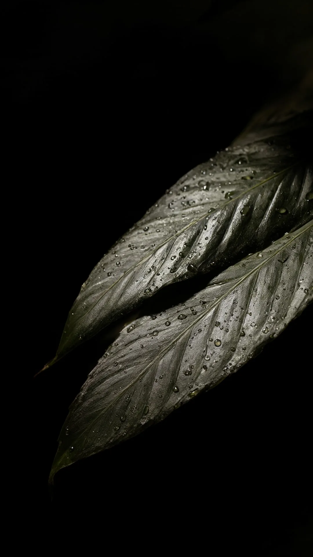 Tropical Leaves Macro in Low Light