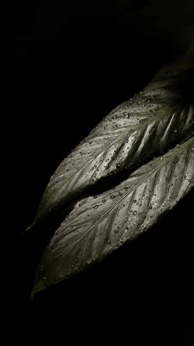 Tropical Leaves Macro in Low Light