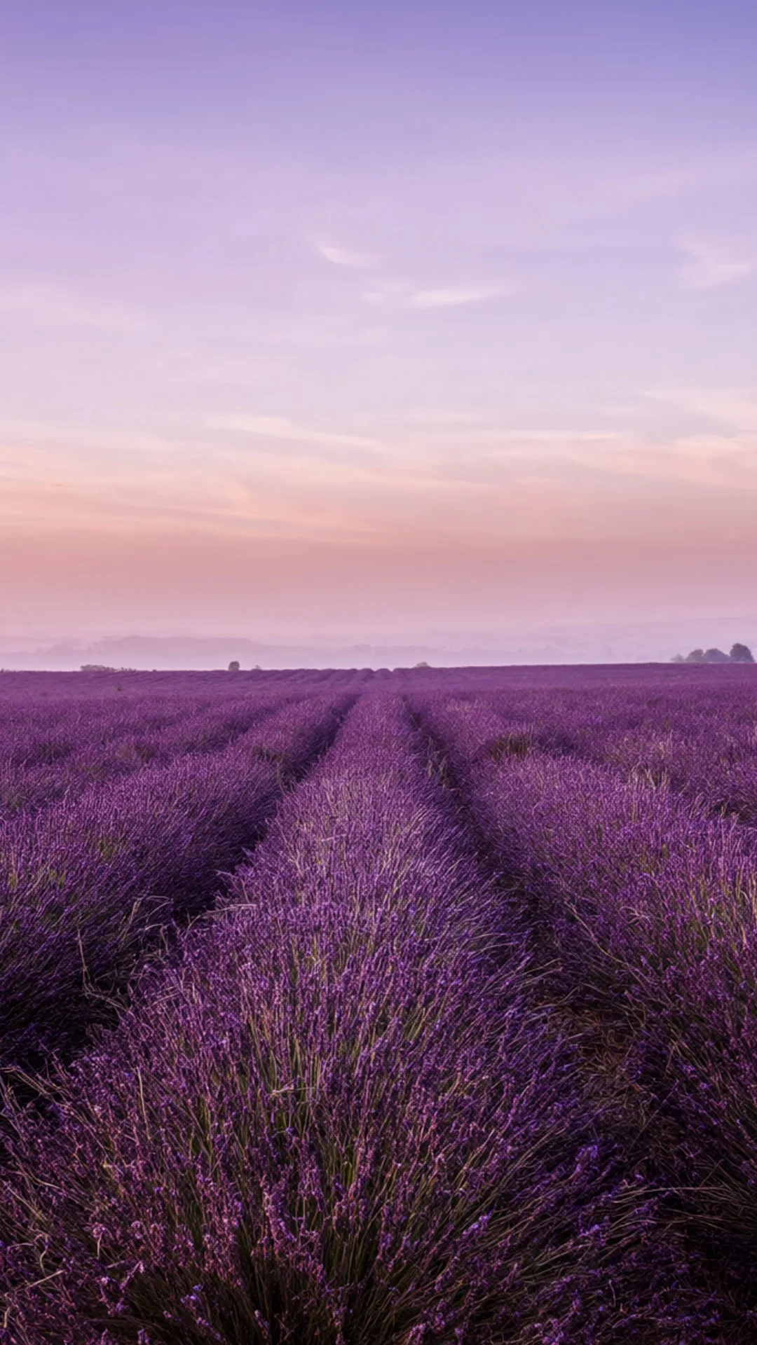 Lavender Field Rows at Dusk