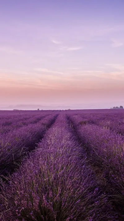 Lavender Field Rows at Dusk