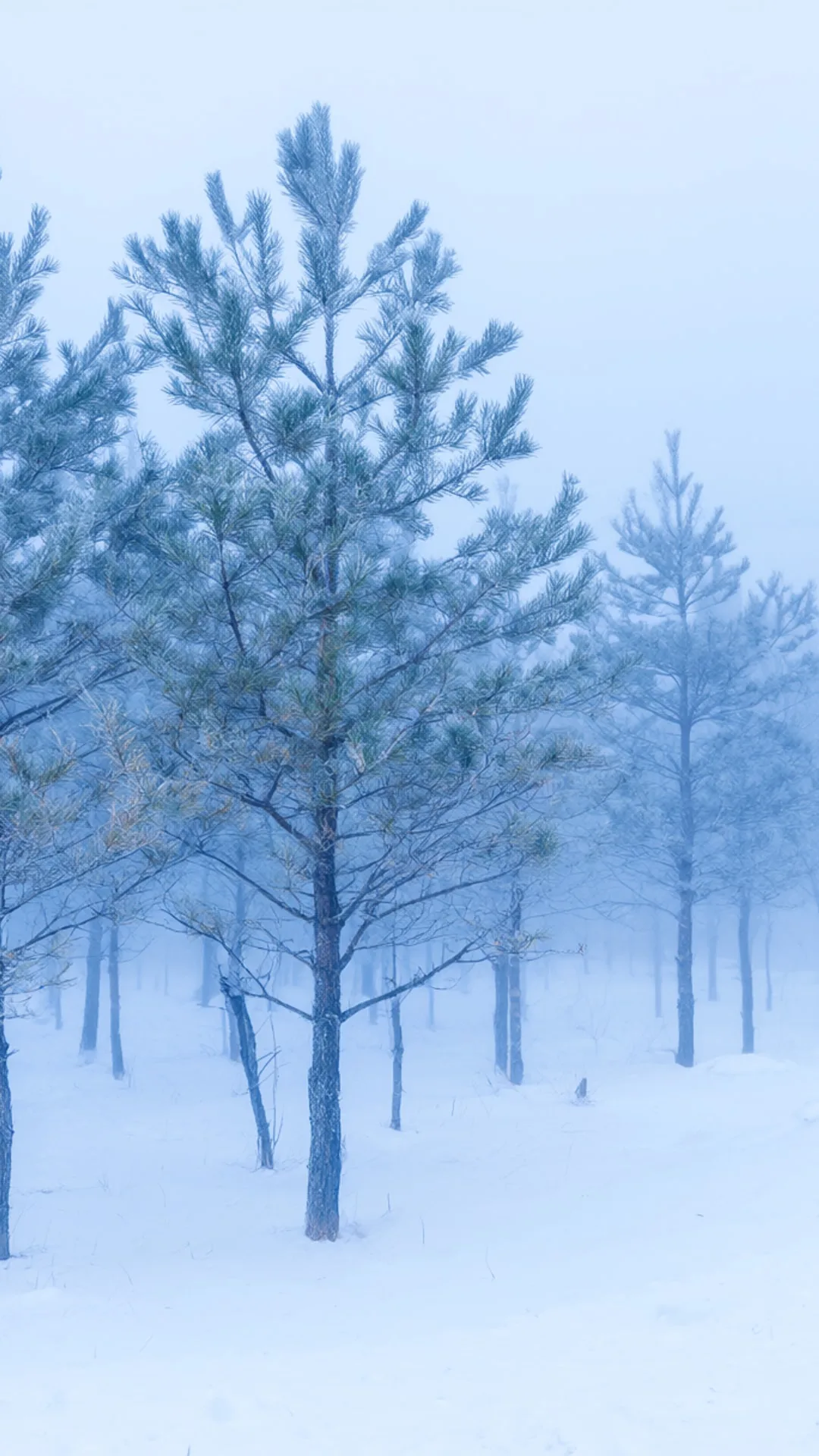 Snowy Pine Forest Minimal