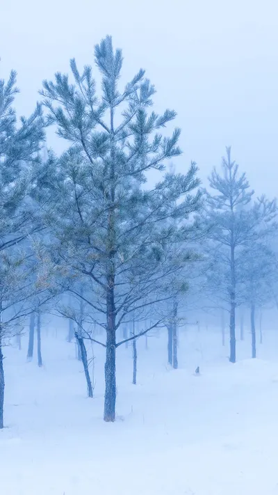 Snowy Pine Forest Minimal