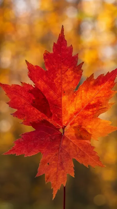 Autumn Maple Leaves Bokeh