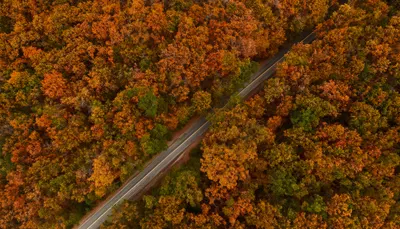Autumn Forest Road Aerial