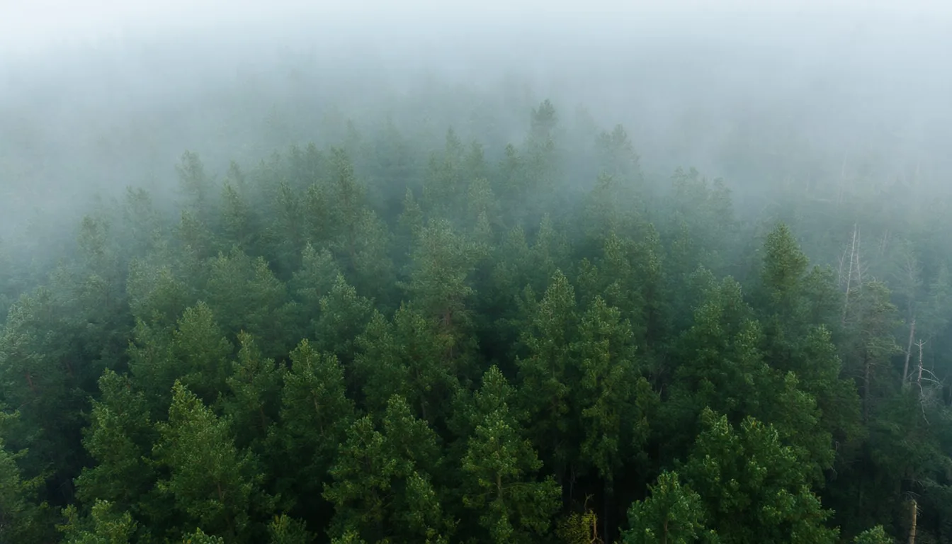 Foggy Pine Forest from Above