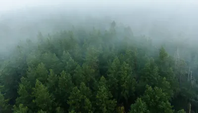 Foggy Pine Forest from Above
