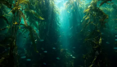 Underwater Kelp Forest Sunlight
