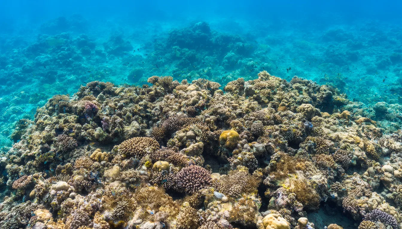 Coral Reef Panorama