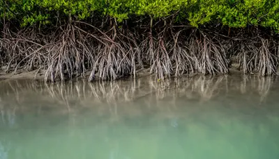Mangrove Roots at Low Tide