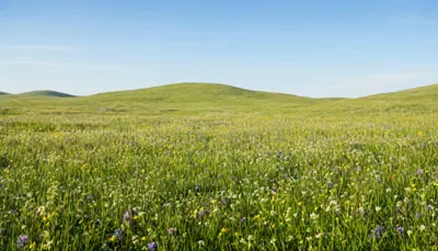 Spring Meadow with Wildflowers