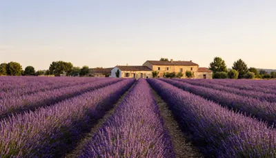 Lavender Field with Distant Farmhouse