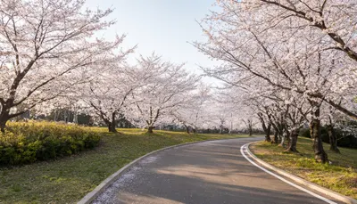 Cherry Blossom Park Panorama