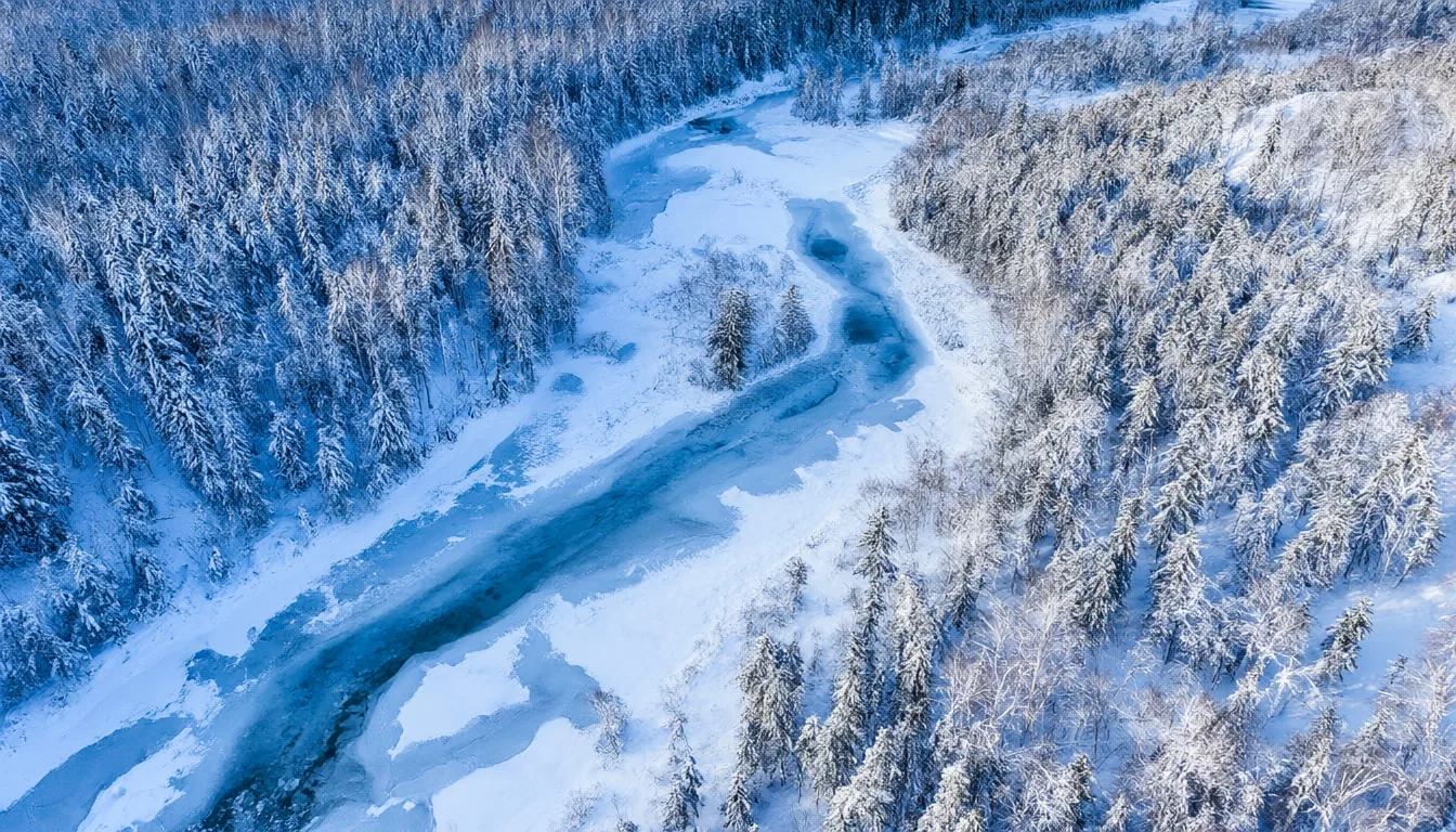 Winter Forest Aerial
