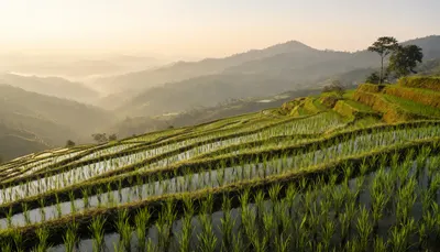 Terraced Rice Fields at Sunrise
