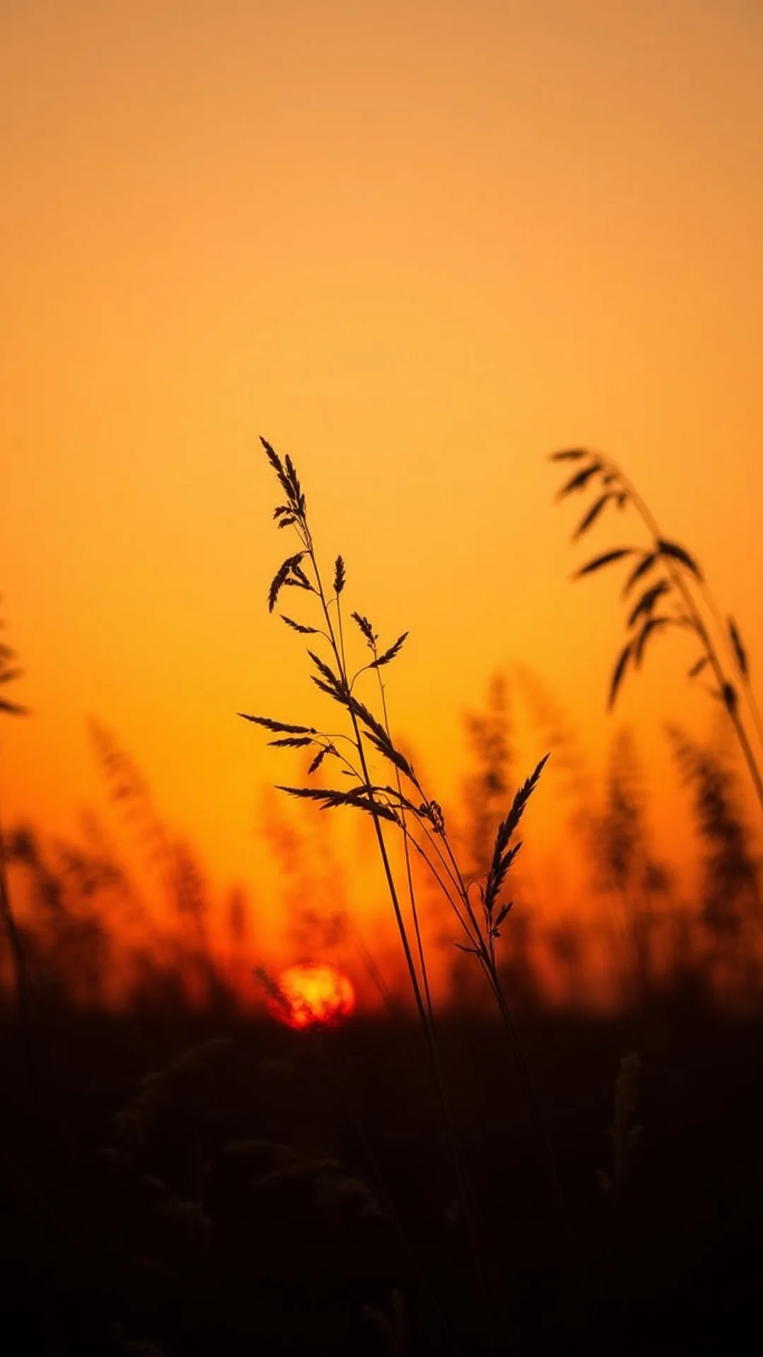 Pampas Grass at Sunset