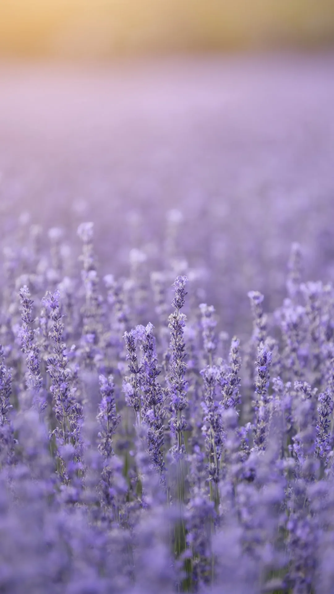 Lavender Field Soft Focus