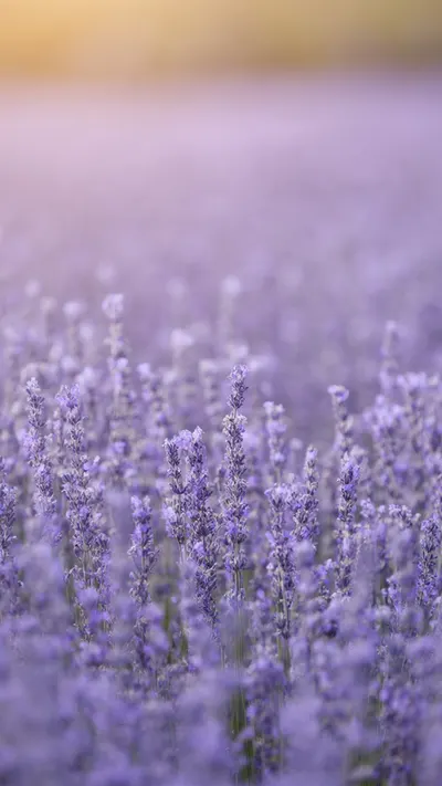Lavender Field Soft Focus