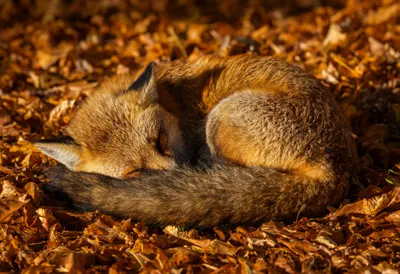 Red Fox Curled on Fallen Leaves