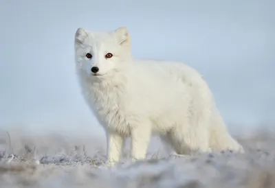 Arctic Fox in Winter Coat