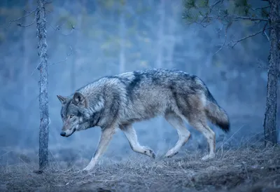 Gray Wolf Walking Through a Misty Forest
