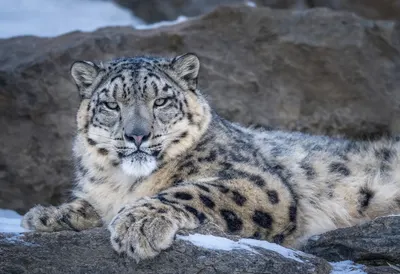 Snow Leopard on a Rocky Ledge