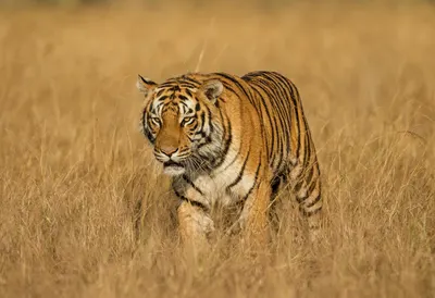 Bengal Tiger Walking in Tall Grass
